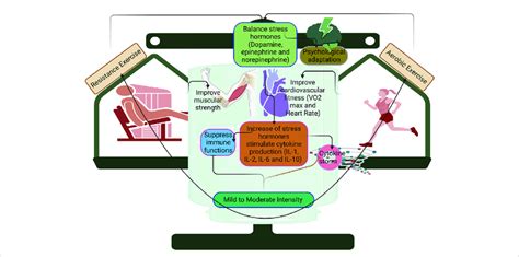 Moderate-Intensity Aerobic Exercise 的图像结果