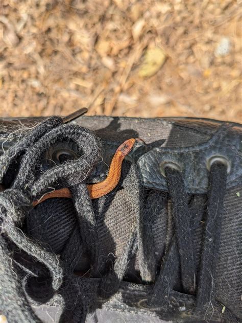 ID? North Georgia, USA ( AND I FOUND A SNAKE IN MY BOOT ON MY BIRTHDAY ...