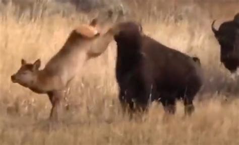 Image result for Wolves Vs Bison