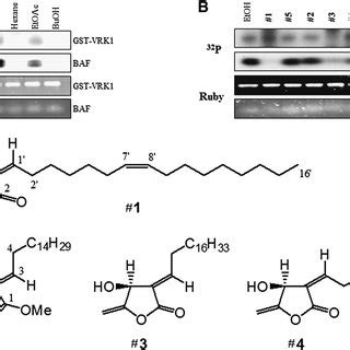 Image result for Extracts BAF