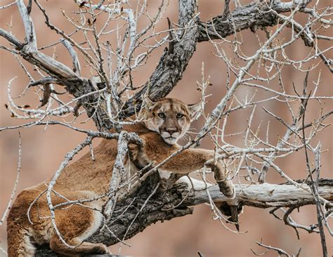 Mountain lions and humans “are interacting more than ever” - The ...