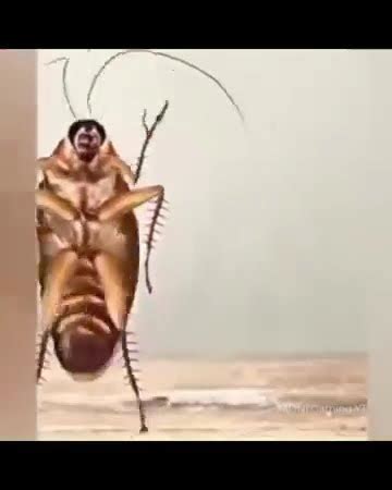 Cockroach Dance Challenge 的图像结果