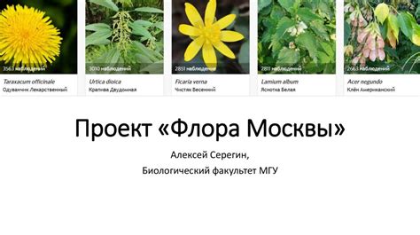 Флора Москвы - презентация онлайн