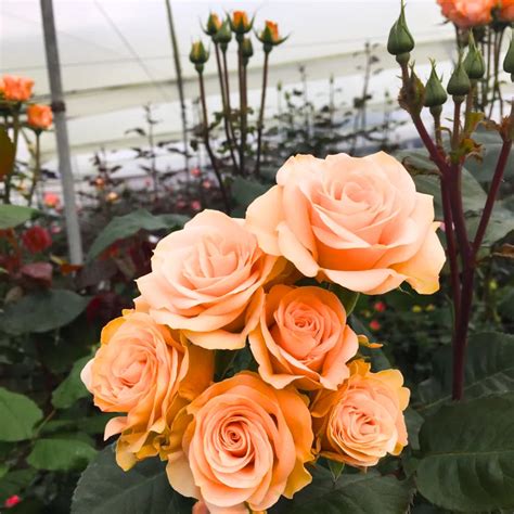 Peach Rose (Mother of Pearl Rose) - Plant – Lalit Enterprise