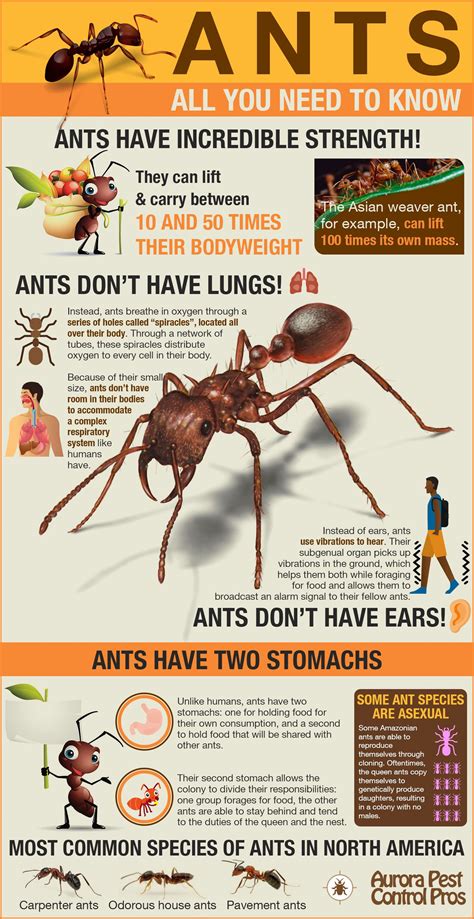Ant Facts For Kids Printable