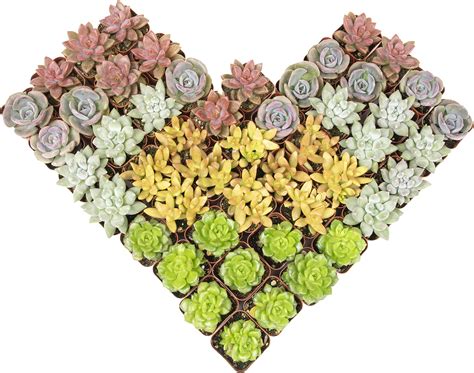 Amazon.com: Costa Farms Succulents (100 Pack), Live Mini Succulent ...