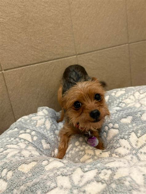 Jenny - Manchester & Cheshire Dogs Home