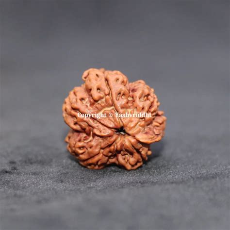 Ganesh Rudraksha Original Nepali Beads– YASHVRIDDHI