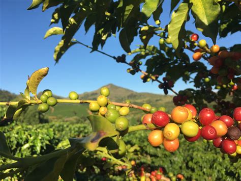 Can You Grow Coffee In The Us