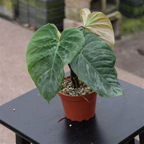 https://www.gabriellaplants.com/cdn/shop/files/gabriella-plants-philodendron-majestic-4-41976863523061.jpg?v=1729122756&width=1080