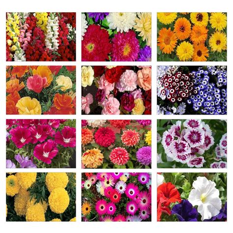 Winter Flower Seeds Kit (Set of 12) – TrustBasket