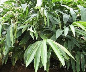 EVY Elaichi/Cardamom Plant Price in India - Buy EVY Elaichi/Cardamom ...