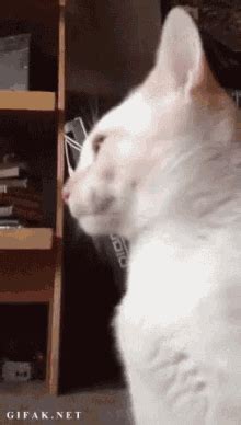 Image result for Cat Coding at Computer