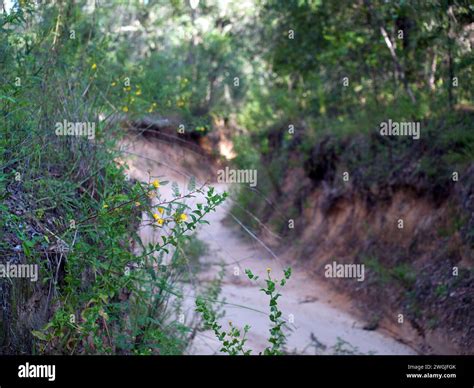 Off-road Jeep trail in the Holder Mine Recreation Area of Withlacoochee ...