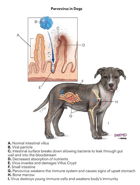Parvo in Dogs and Puppies: Causes, Symptoms, and Treatment for Canine ...