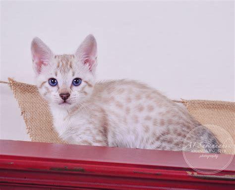 Sasha - F3 Female Savannah Kitten — A1 Savannahs