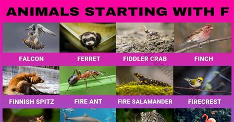 Names Of Animals That Start With F | The Tube