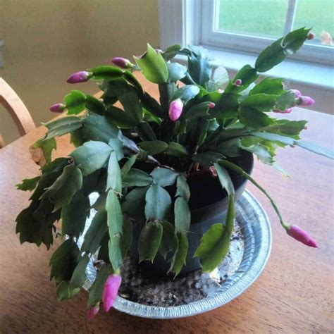Schlumbergera x buckleyi - Christmas Cactus - Home Garden Joy