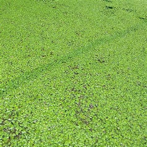 Giant Duckweed Plants for Aquarium, Ponds, Aquaponics (Aquatic/Water ...
