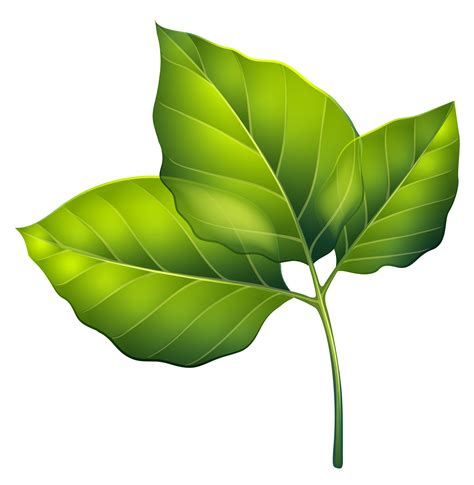 Leaf clipart - rarevikol