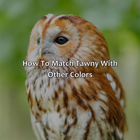 What Color Is Tawny - colorscombo.com