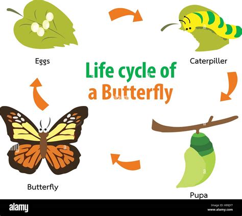 Life cycle butterfly hi-res stock photography and images - Alamy