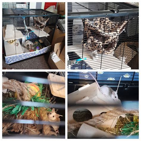 My African Soft Furs seem to love their new cage more : r/RATS