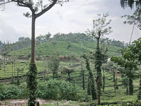 CONNEMARA TEA FACTORY (2026) All You Need to Know BEFORE You Go (with ...