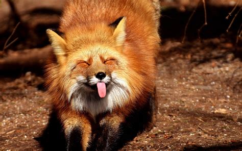 Download wallpaper 3840x2400 fox, funny, protruding tongue 4k ultra hd ...