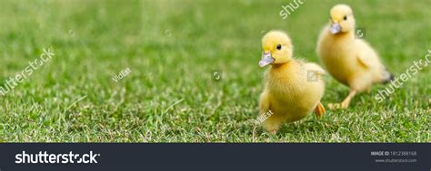 Image result for Ducklings Running