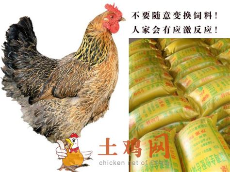 【养鸡场素材】_养鸡场图片大全_养鸡场素材免费下载_千库网png