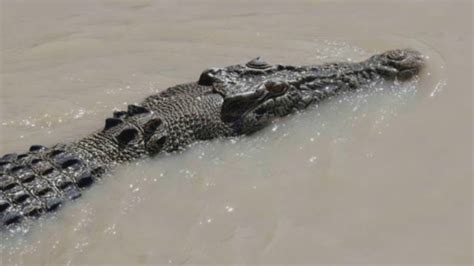 Crocodile Attacks Humans 的图像结果