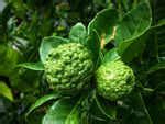 9 reasons why kaffir lime has suddenly become so popular