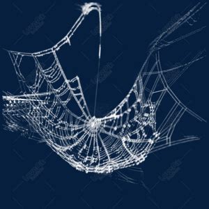 Image result for Realistic Spider Web
