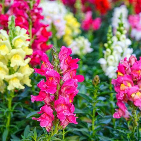 Buy Antirrhinum Semi Tall Mix Flower Seeds Online : Organicbazar