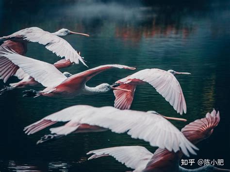 Omac 750s 的图像结果