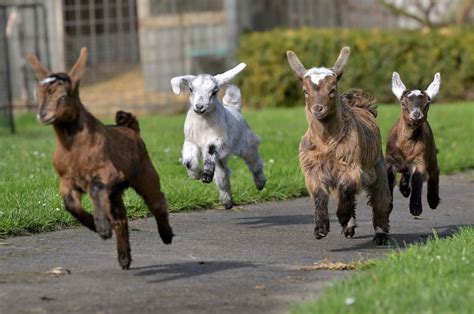 AUSTRALIAN MINIATURE GOATS | Mini Goat Breeders | AGB Inc