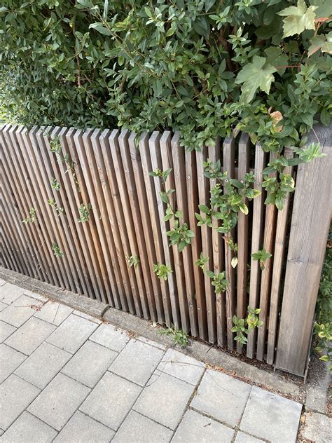 Backyard Wooden Fence Ideas 2024 | Privacy Walls For Patios