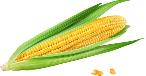 Corn on the cob Maize Euclidean vector Vecteur - Golden yellow corn png ...