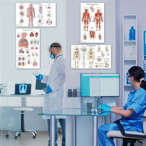 Buy 6 Anatomy Posters - Medical Posters - Skeletal System, Female and ...