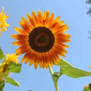 VibeX ® VXI-233 Sunflower, Red Sun Seed Price in India - Buy VibeX ...