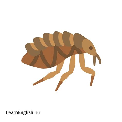 Insects in Spanish: 40+ Must-know Bugs and Insects in Spanish - learn ...