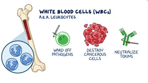 Complete blood count (CBC) - White blood cells (WBC) and differential ...