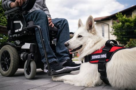 Texas will fine you $1,000 for your fraudulent service dog