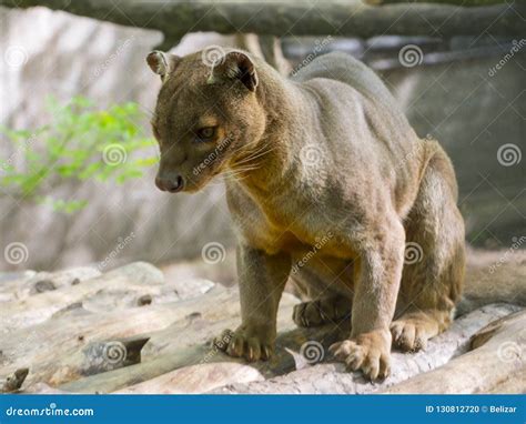 The Malagasy Fossa stock photo. Image of carnivora, fossa - 130812720