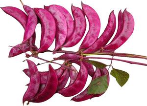 CYBEXIS Purple Hyacinth Bean Seeds400 Seeds Seed Price in India - Buy ...