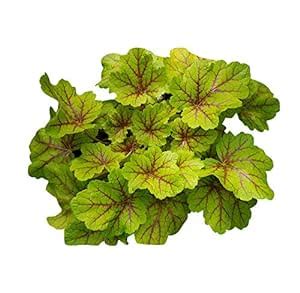 Futaba Coleus Blumei Plant Seeds-Yellow-50PCS : Amazon.in: Garden ...