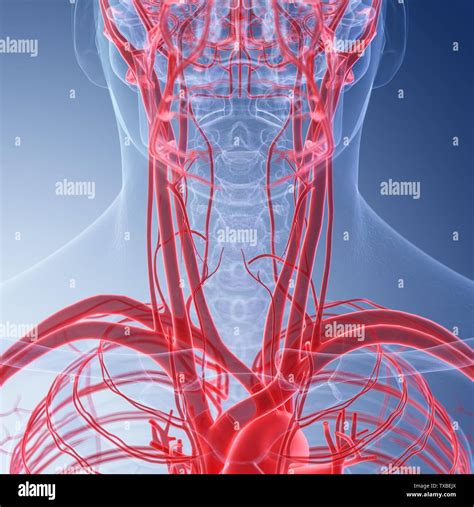 3d rendered medically accurate illustration of the human neck blood vessels Stock Photo - Alamy