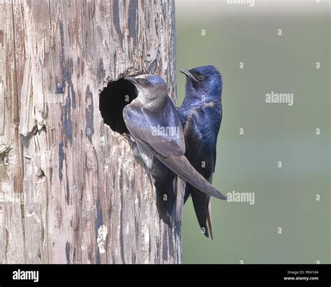 Nesting Purple Martins Stock Photo - Alamy