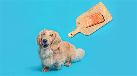 Can Dogs Eat Salmon